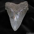 Sharp Angustiden Fossil Shark Tooth - Inches #1506-1